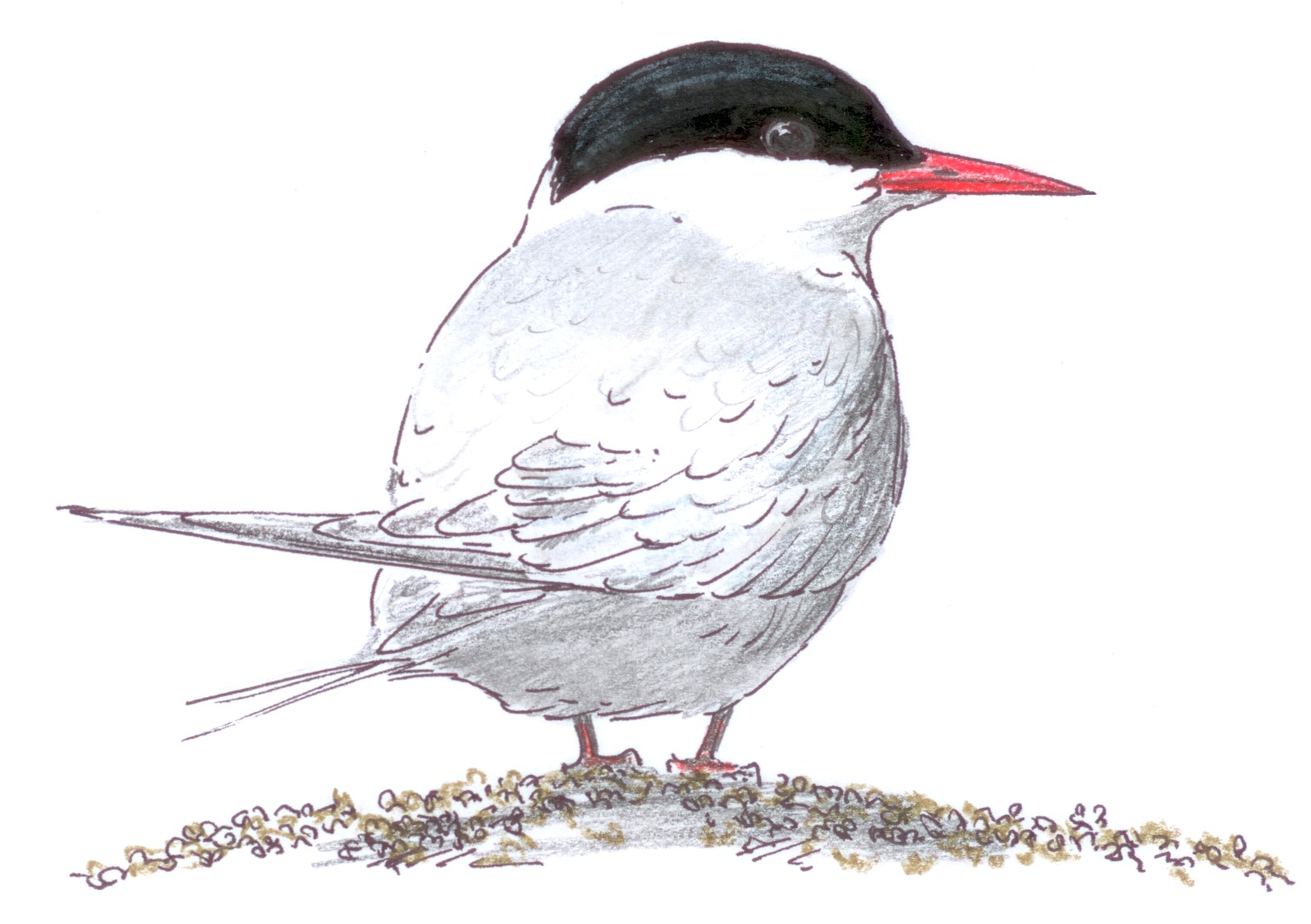 Arctic tern